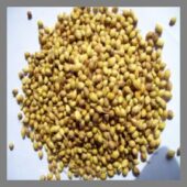 Coriander Seed